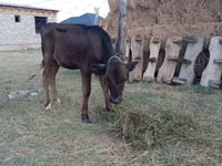 Sigir, Swiss cattle — 3-rasm