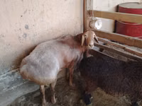 Qoʻchqor, Arashan sheep — 1-rasm