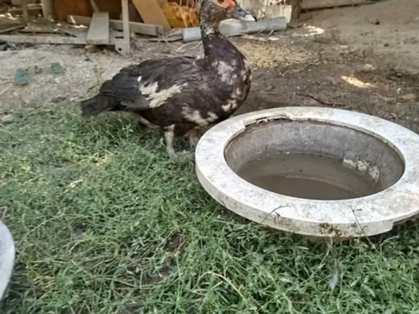 Turkeys — Kirgisistan