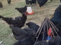 Chickens — الصورة 3