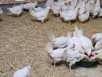 Chickens — الصورة 1