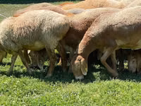 Schaf, Arashan sheep — Foto 7