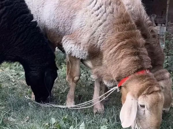 Ram, Arashan sheep