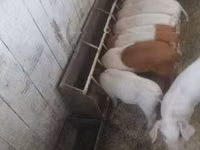 خنازير (دفعة، الجنس غير محدد), الخنازير — الصورة 2