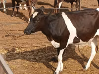 Kuh, Russian Black pied cattle — Foto 1