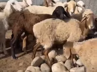 نعجة, Arashan sheep — الصورة 3
