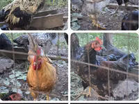 Chickens — 2-rasm