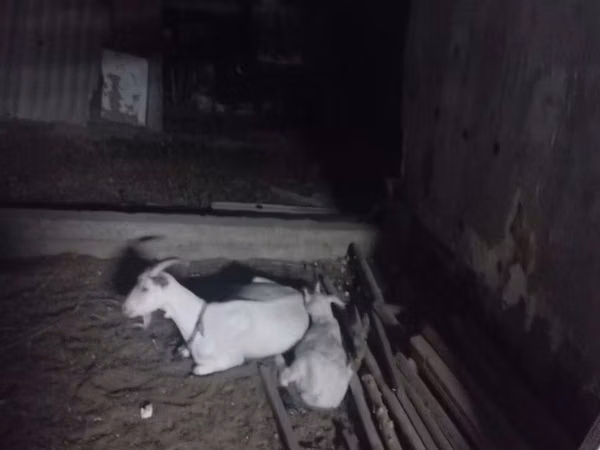 母山羊, Goats