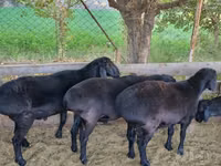 كبش, Hissar sheep — الصورة 4