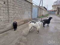母山羊, Goats — 照片 2