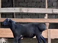 كبش, Rhon sheep — الصورة 2