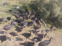 Turkeys — Foto 3