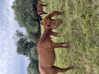 فرس, Kazakh horse — الصورة 5