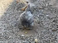 Brahma — Foto 5