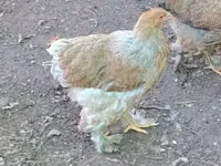 Brahma — Foto 2