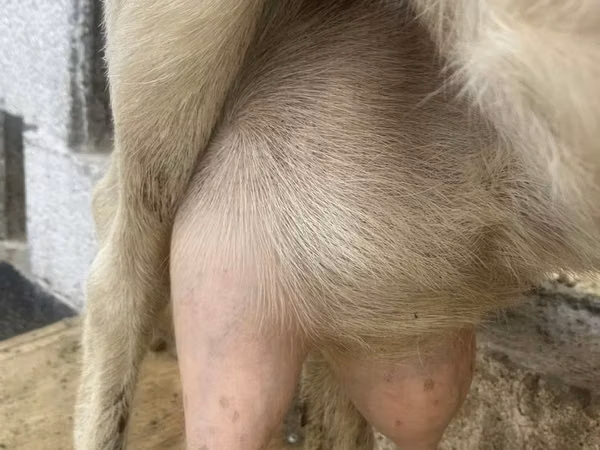 Ziege, Saanen goat