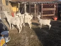 母山羊, Goats — 照片 1