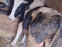 Bulle, Holstein-Rasse — Foto 3