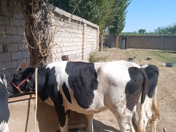 गाय, Russian Black pied cattle — उज़्बेकिस्तान