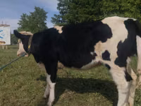 गाय, Russian Black pied cattle — फ़ोटो 1