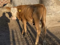 गाय, मवेशी — फ़ोटो 3