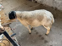 Widder, Dorper sheep — Foto 2