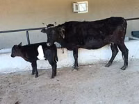 بقرة, الماشية — الصورة 2