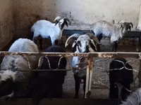 كبش, الأغنام — الصورة 1