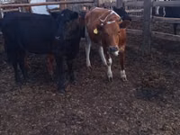 公牛, Holstein breed — 照片 3