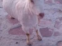 Ziege, Saanen goat — Foto 7