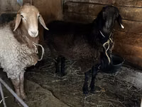 Widder, Rhon sheep — Foto 7