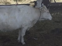 गाय, Swiss cattle — फ़ोटो 1