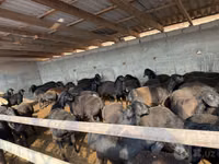 كبش, Hissar sheep — الصورة 3