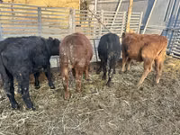 Toro, Aberdeen-Angus — foto 2