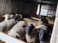 Widder, Ile-de-France sheep — Foto 1