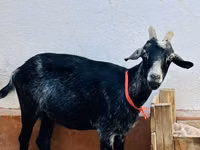 Ziegenbock, Ziegen — Foto 3