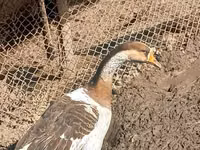 Geese — Foto 3