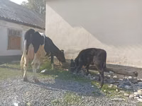 Kuh, Holstein-Rasse — Foto 5