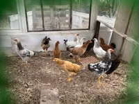 Chickens — Foto 1