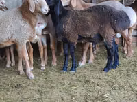 كبش, الأغنام — الصورة 2