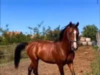 حصان, Shagya — الصورة 1