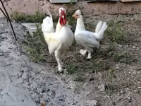 Chickens — الصورة 3