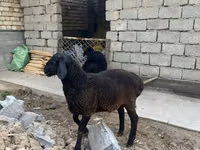 Ram, Sheep — photo 2