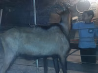 母山羊, Goats — 照片 2