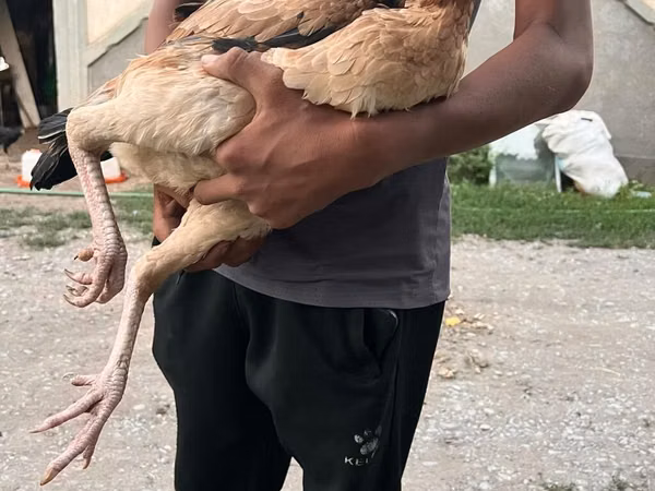 Chickens — Kirgisistan