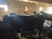 Toro, Ganado vacuno — foto 6