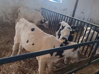Бұқа, Russian Black pied cattle — 7-сурет