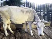 गाय, Latvian Blue cattle — फ़ोटो 2