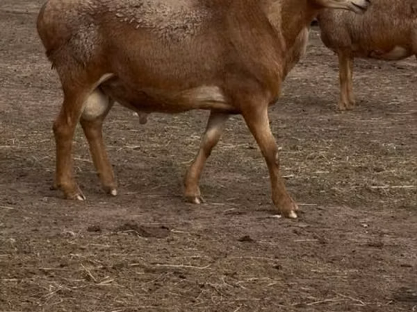 نعجة, Arashan sheep — كازاخستان