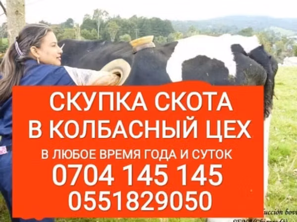 Бык, Коровы
